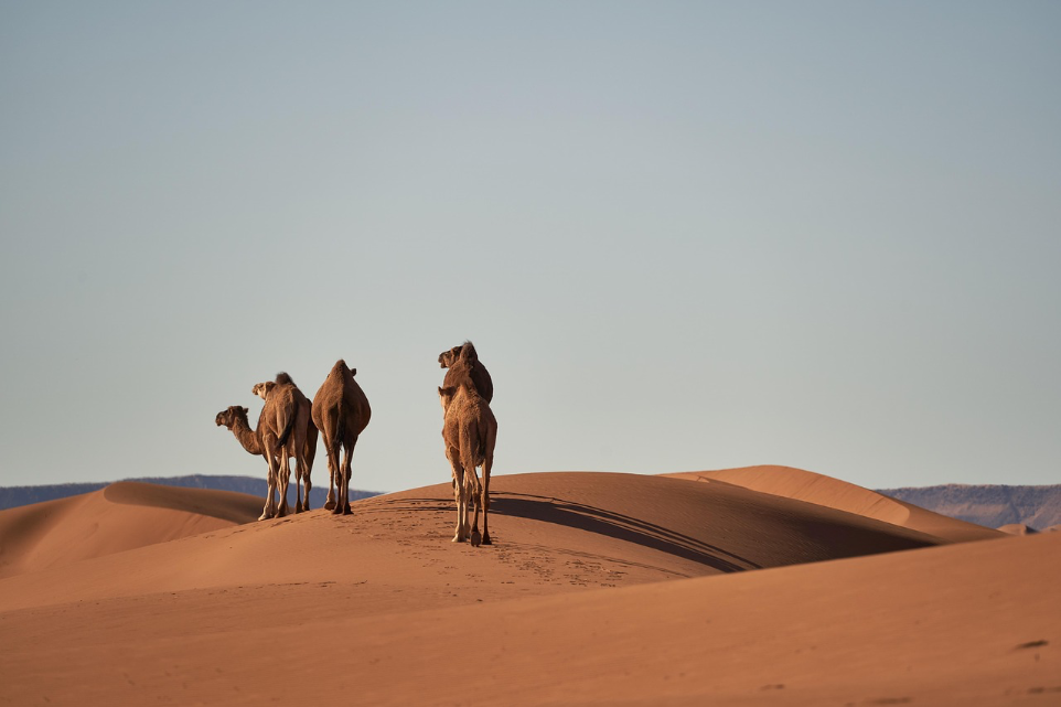 Desert