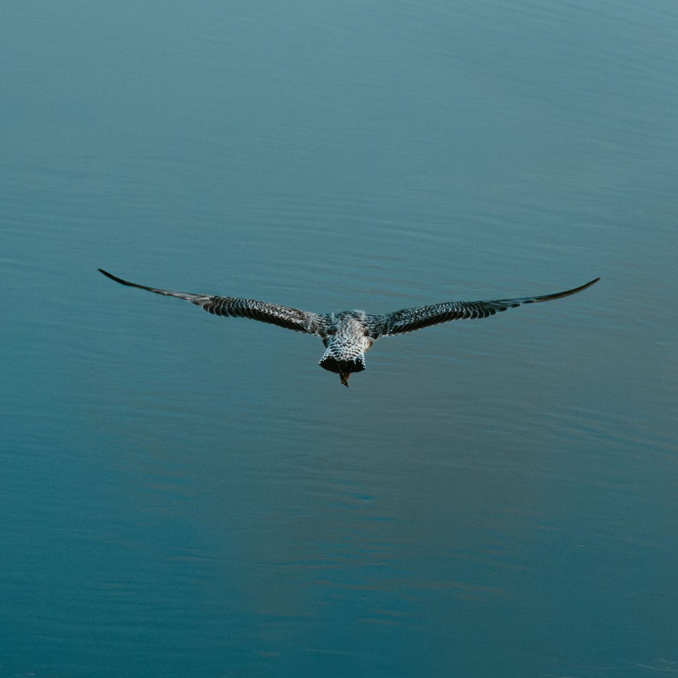 photo animalière