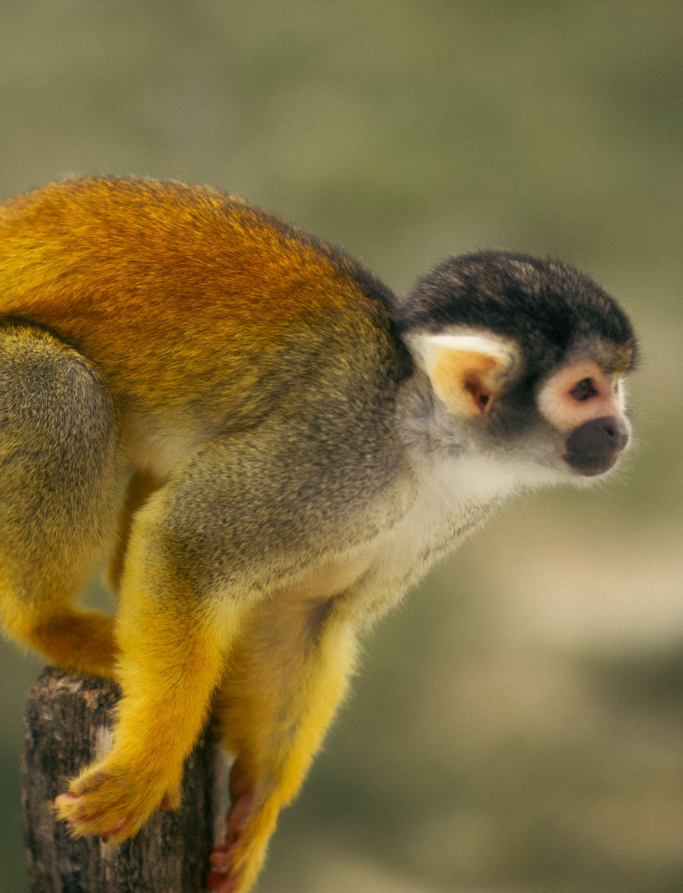 Singe