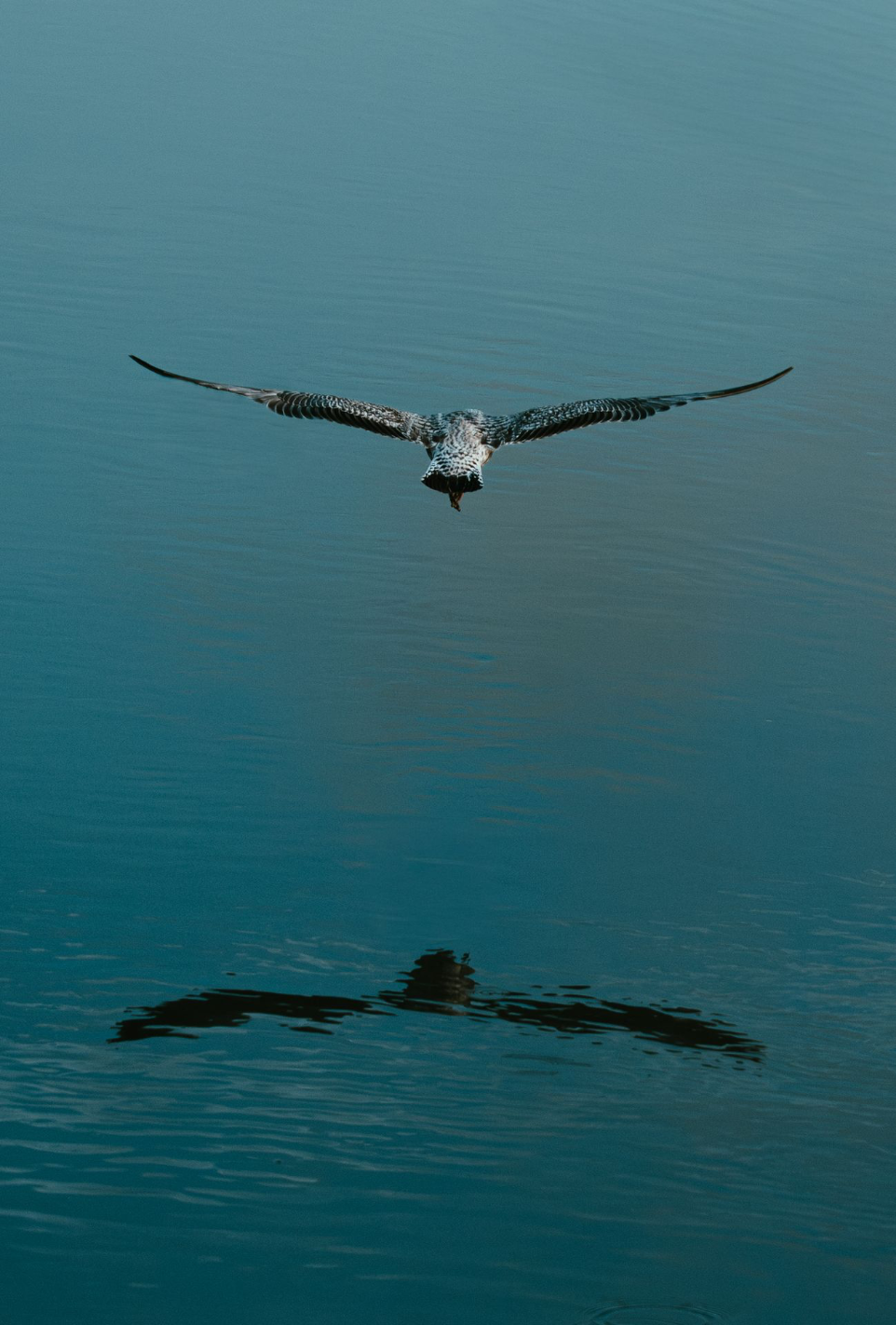 Photographe animalier