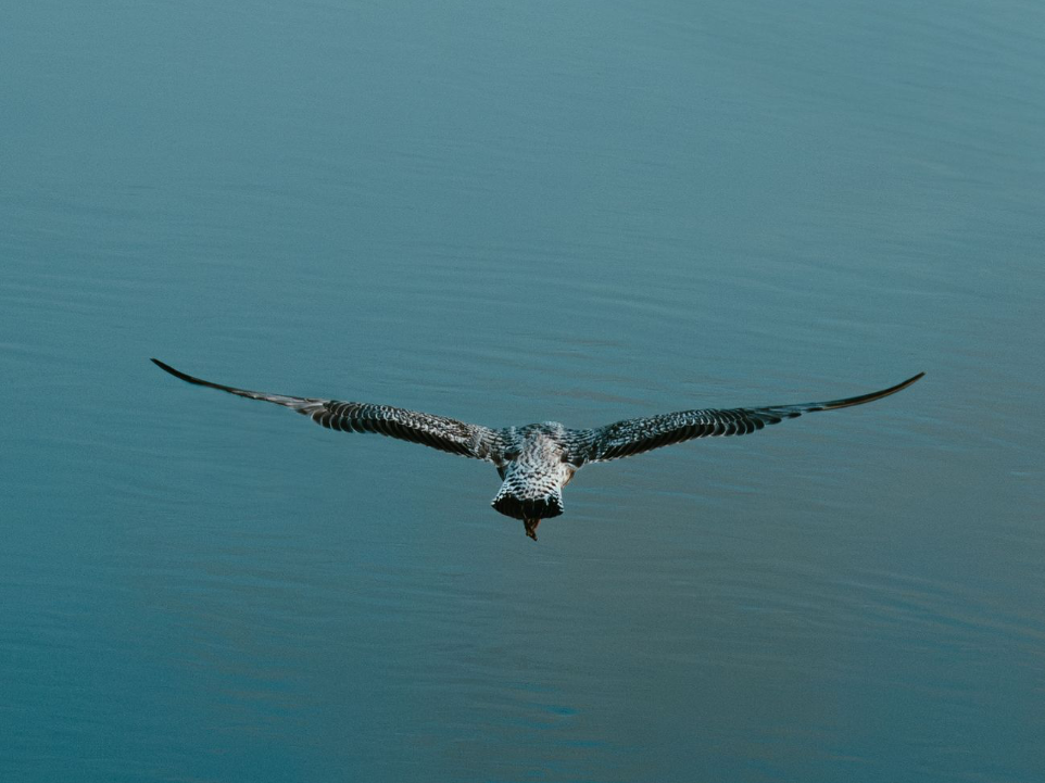 Photographe animalier Royan